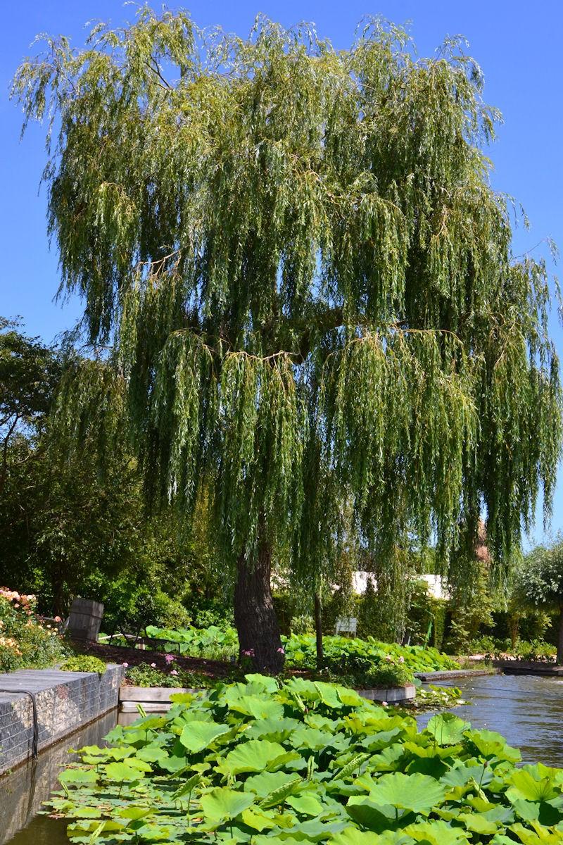Salix Alba Tristis - View 6 from www redcrocus com