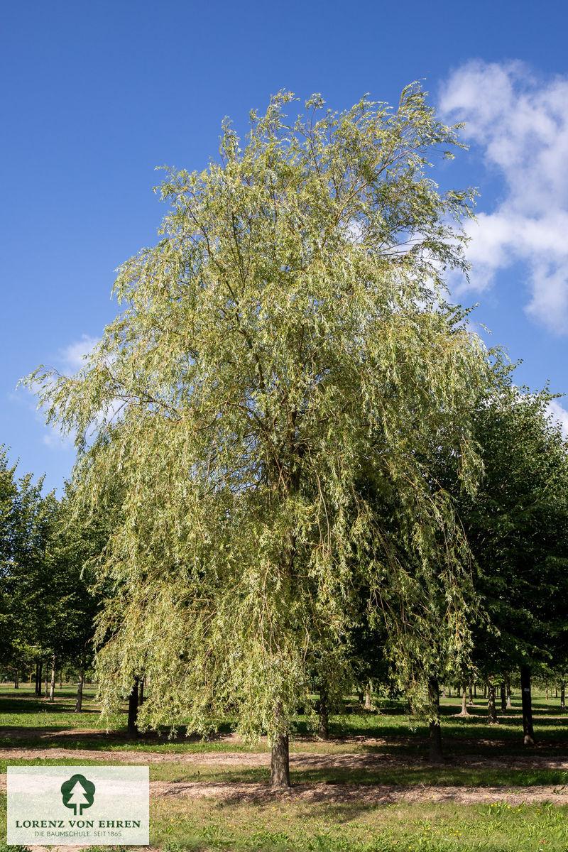 Salix Alba Tristis - View 7 from www redcrocus com