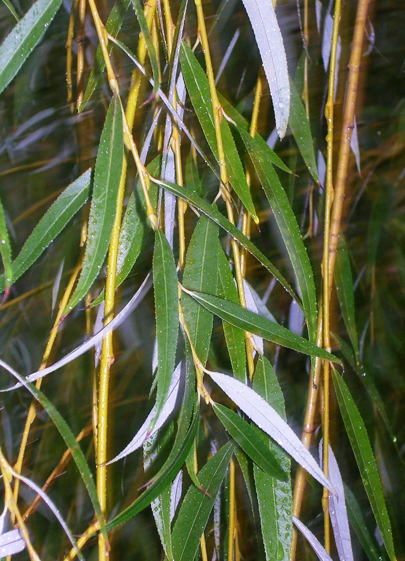Salix Babylonica Single Stem - View 10 from www redcrocus com