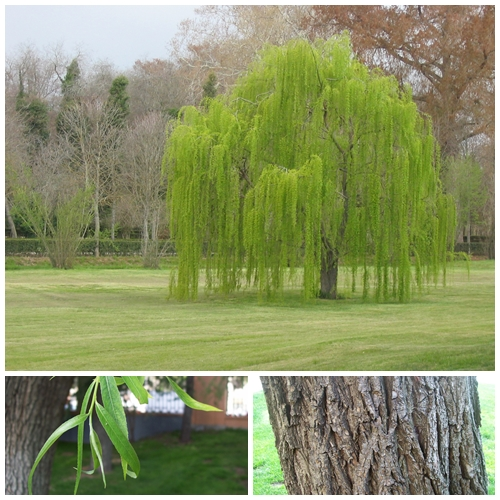 Salix Babylonica Single Stem - View 13 from www redcrocus com