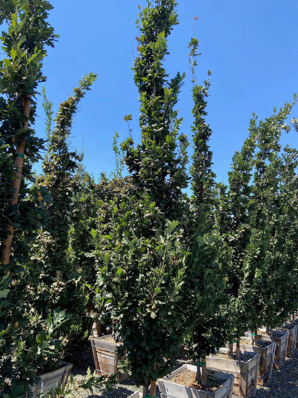 Quercus Robur Skinny Genes - View 16 from www redcrocus com