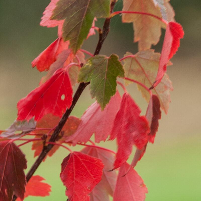 Acer Rubrum Sun Valley - View 15 from www redcrocus com