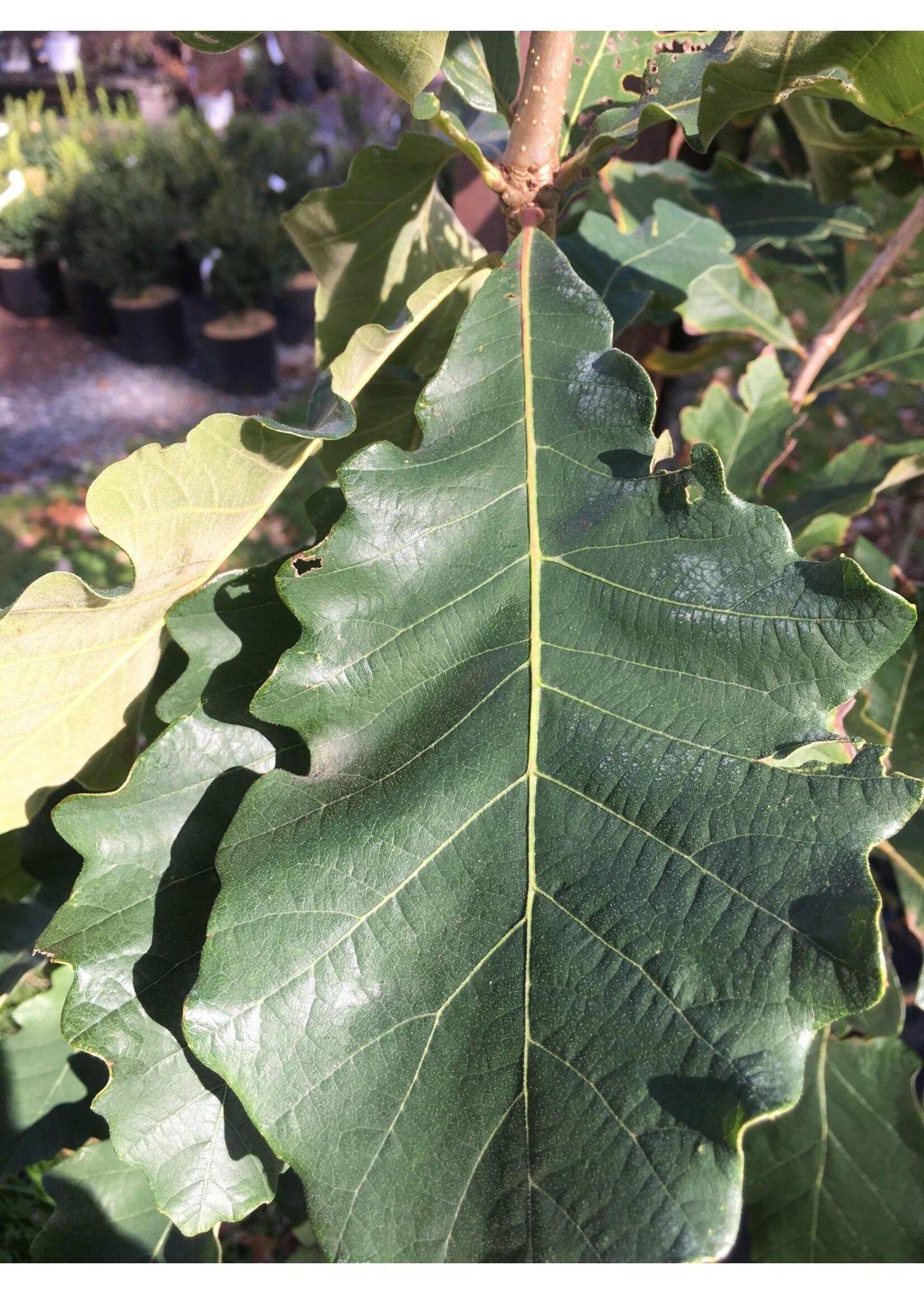 Quercus Bicolor - View 12 from www redcrocus com