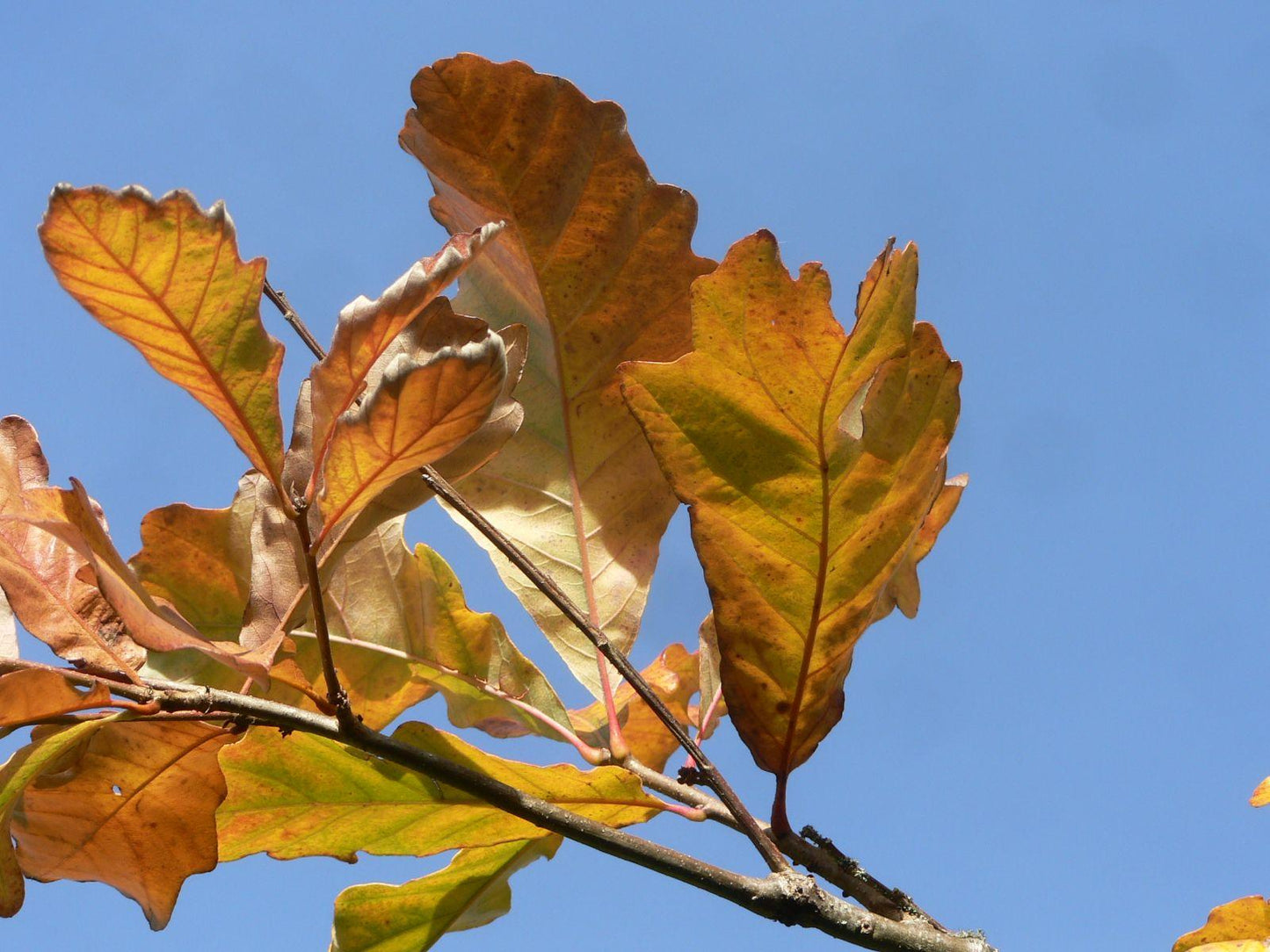 Quercus Bicolor - View 18 from www redcrocus com