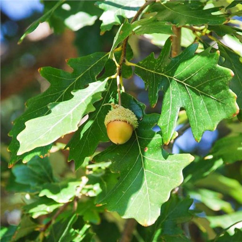 Quercus Bicolor - View 3 from www redcrocus com