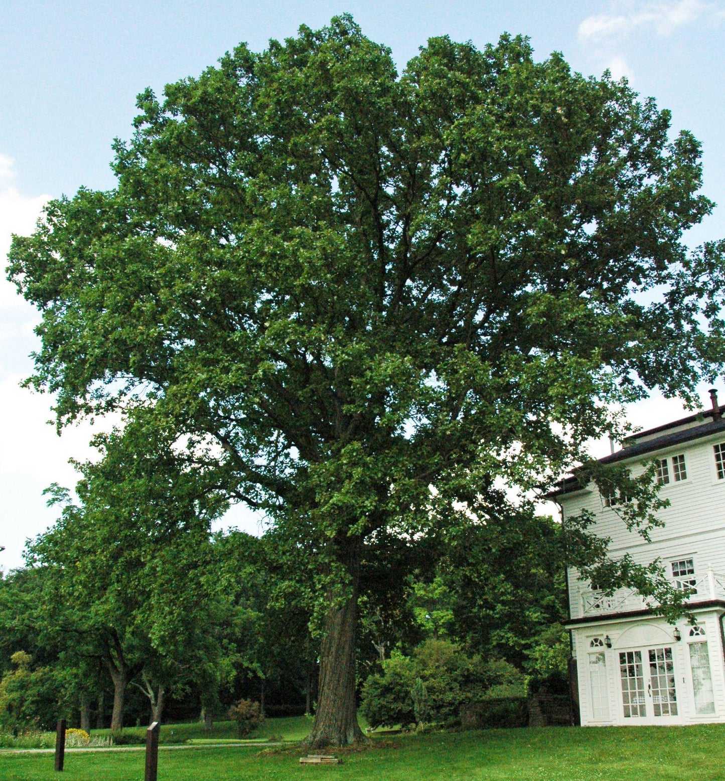 Quercus Bicolor - View 4 from www redcrocus com