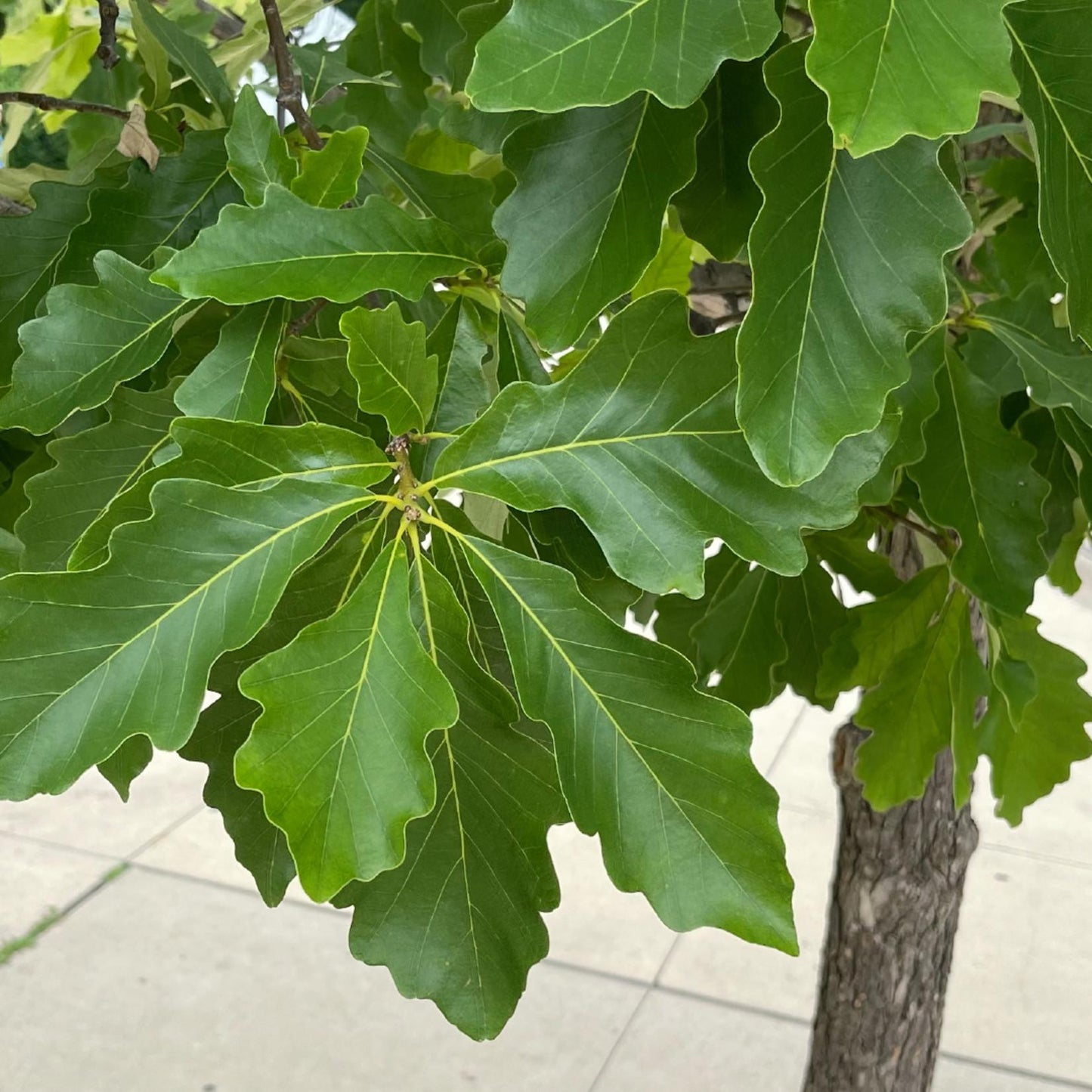 Quercus Bicolor - View 5 from www redcrocus com