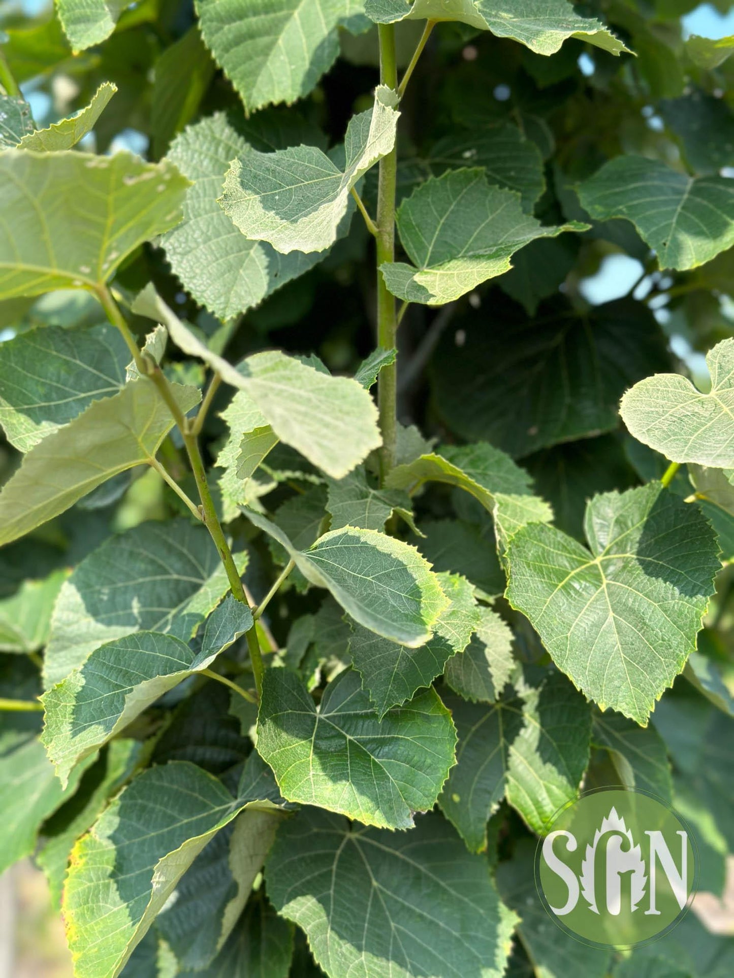 Tilia Tomentosa Green Mountain - View 7 from www redcrocus com