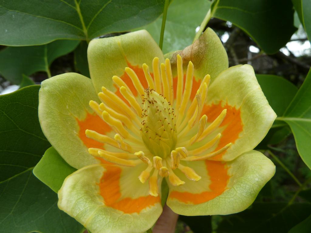 Liriodendron Tulipifera - View 14 from www redcrocus com