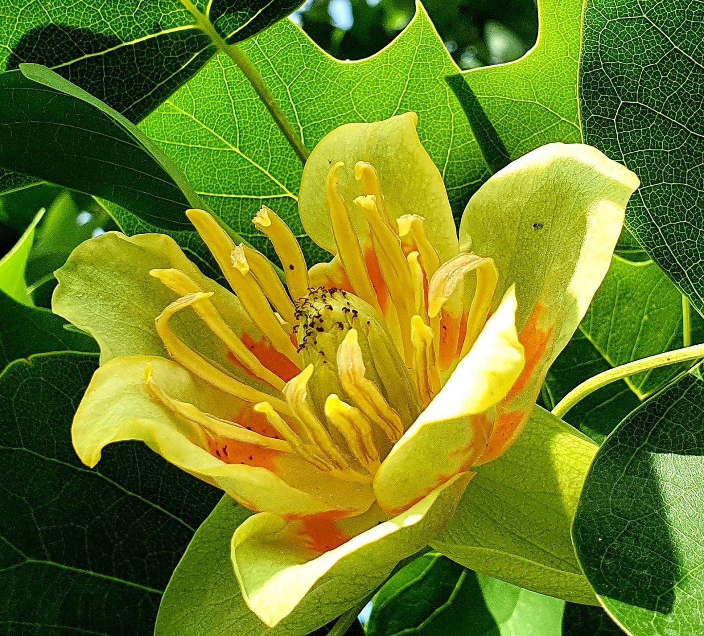 Liriodendron Tulipifera - View 16 from www redcrocus com
