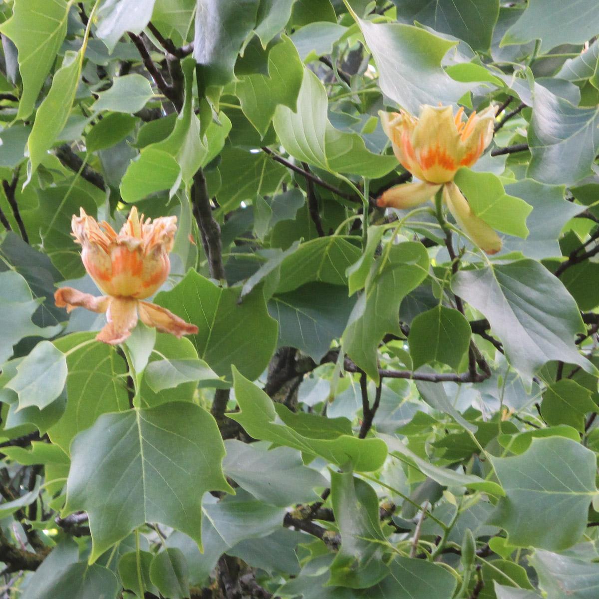 Liriodendron Tulipifera - View 19 from www redcrocus com