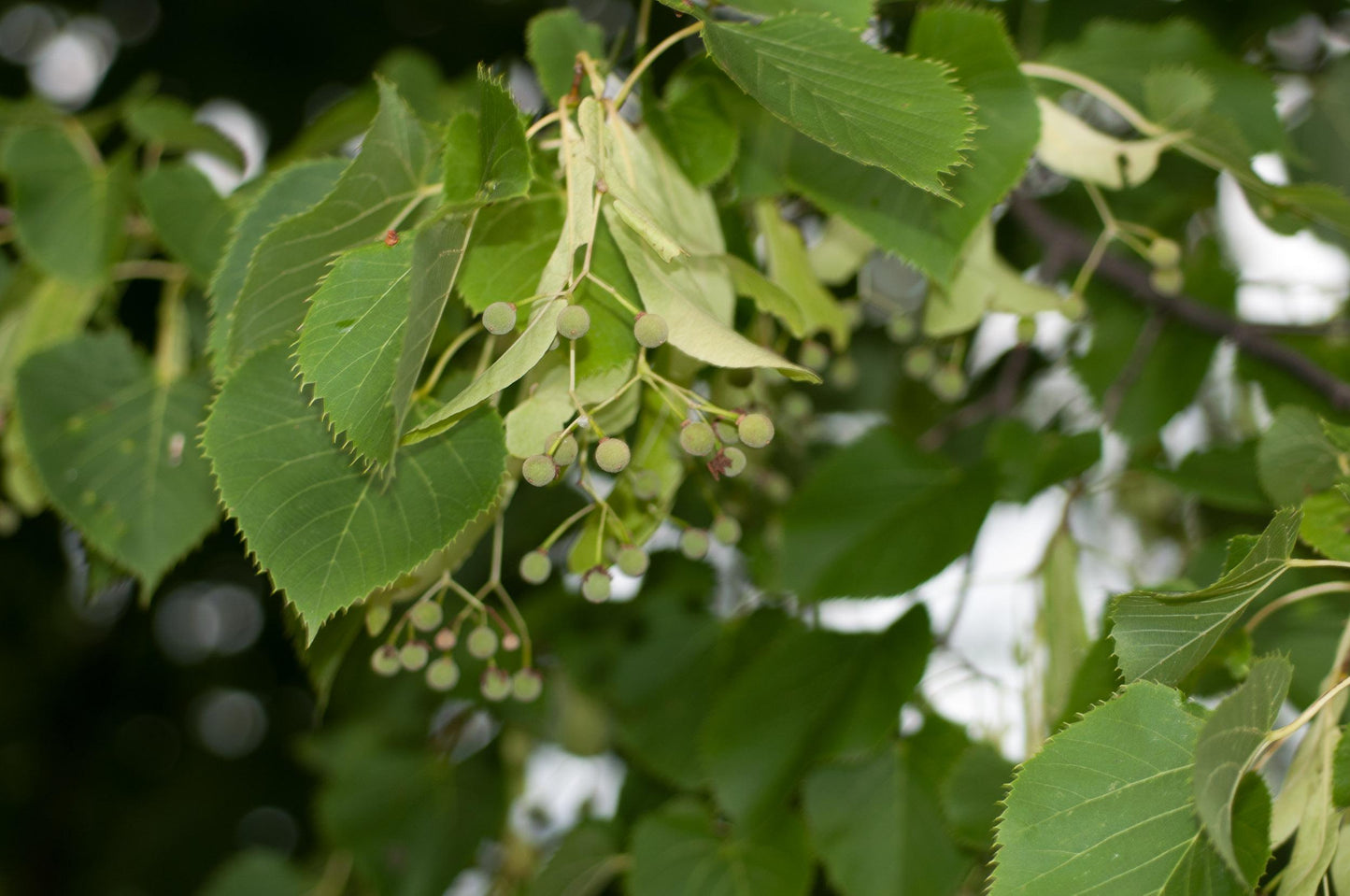 Tilia Americana - View 16 from www redcrocus com