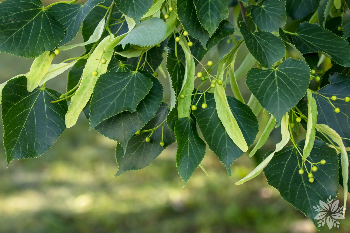 Tilia Americana - View 9 from www redcrocus com