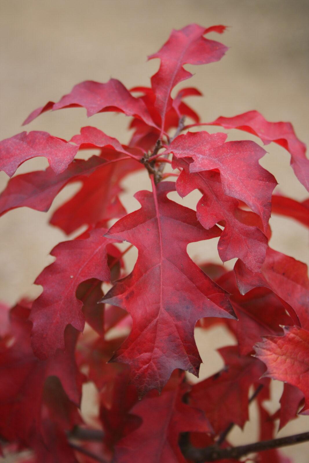 Quercus Shumardii Single Stem - View 12 from www redcrocus com