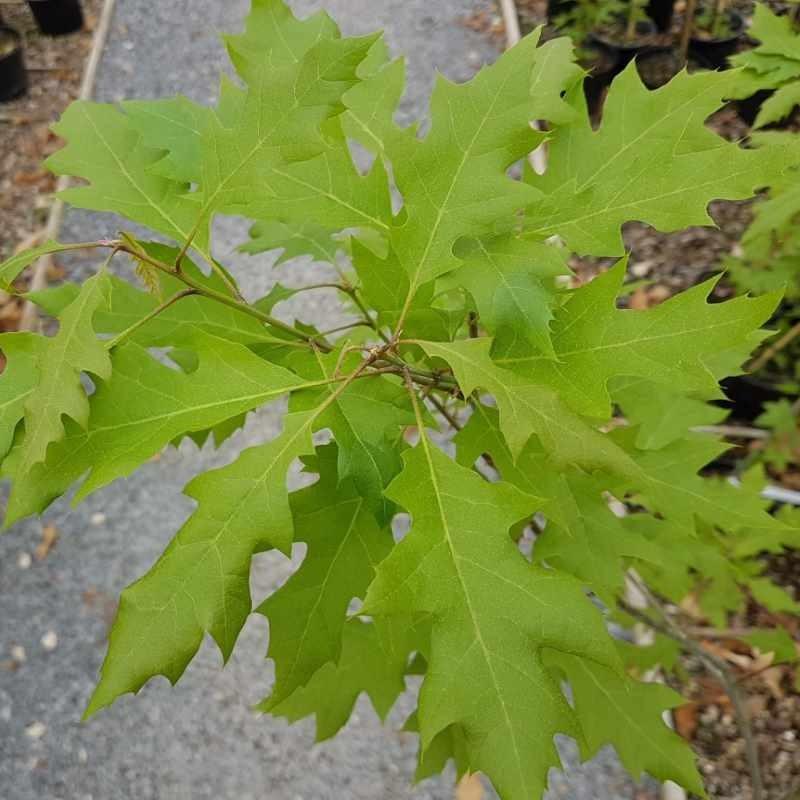Quercus Shumardii Single Stem - View 17 from www redcrocus com