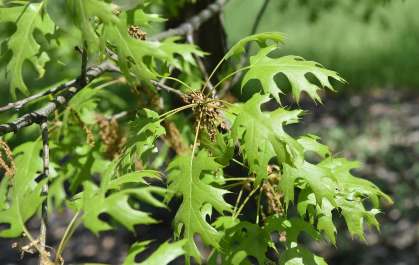 Quercus Shumardii Single Stem - View 4 from www redcrocus com