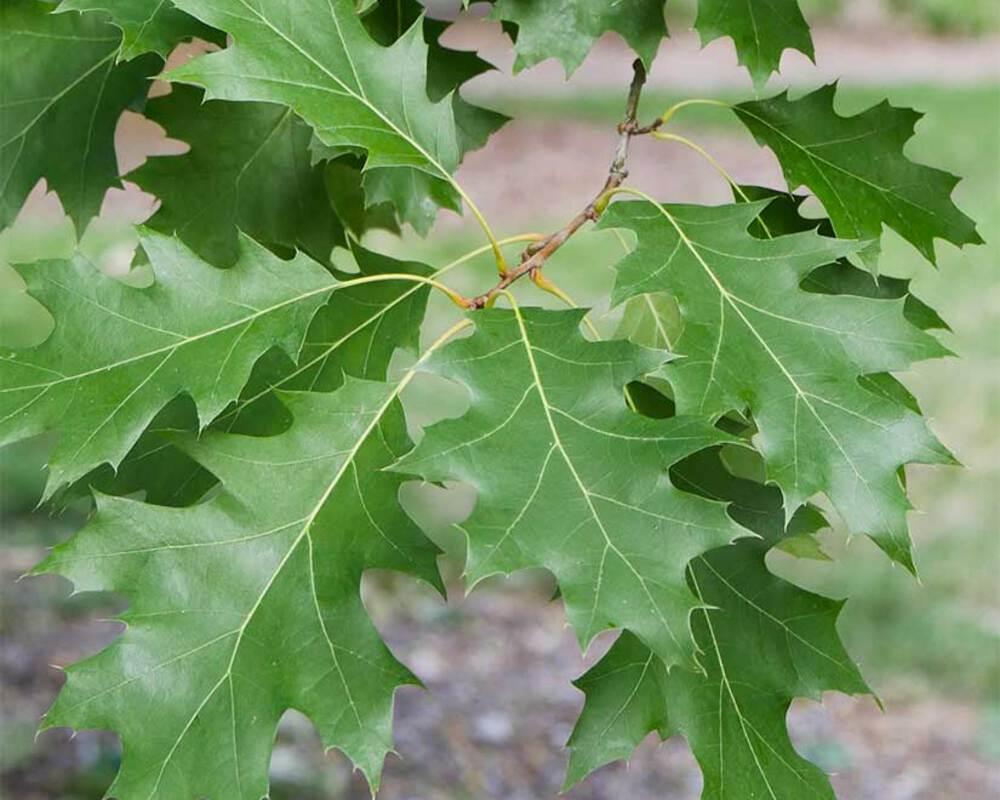 Quercus Shumardii Single Stem - View 5 from www redcrocus com
