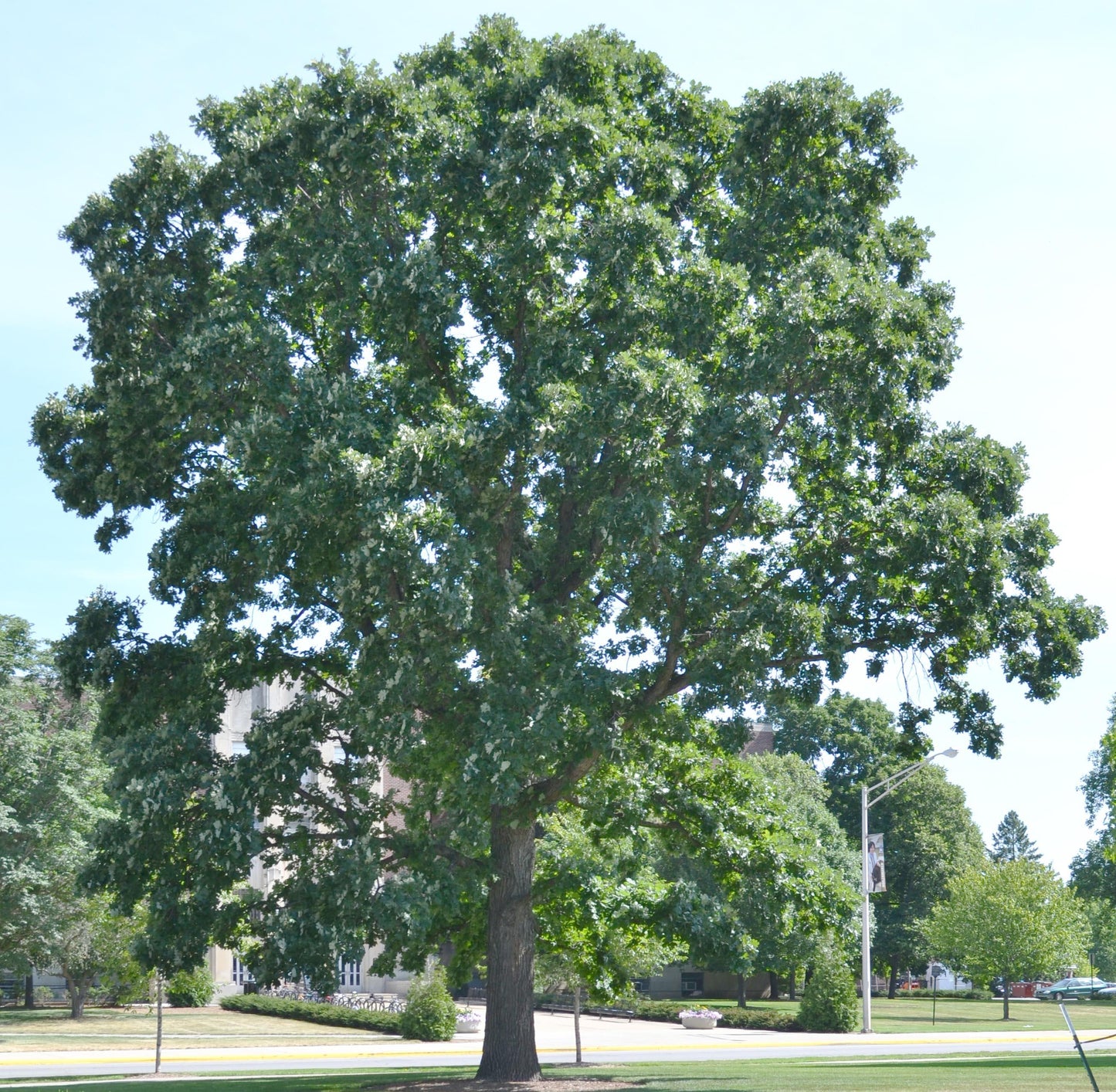 Quercus Macrocarpa Single Stem - View 11 from www redcrocus com