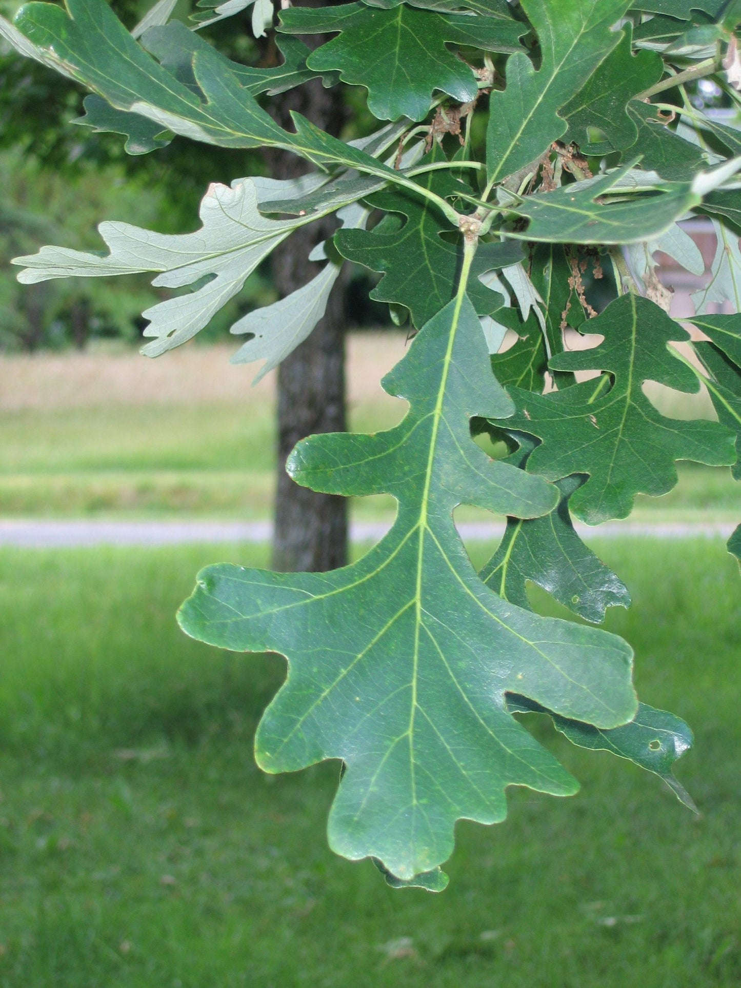Quercus Macrocarpa Single Stem - View 13 from www redcrocus com