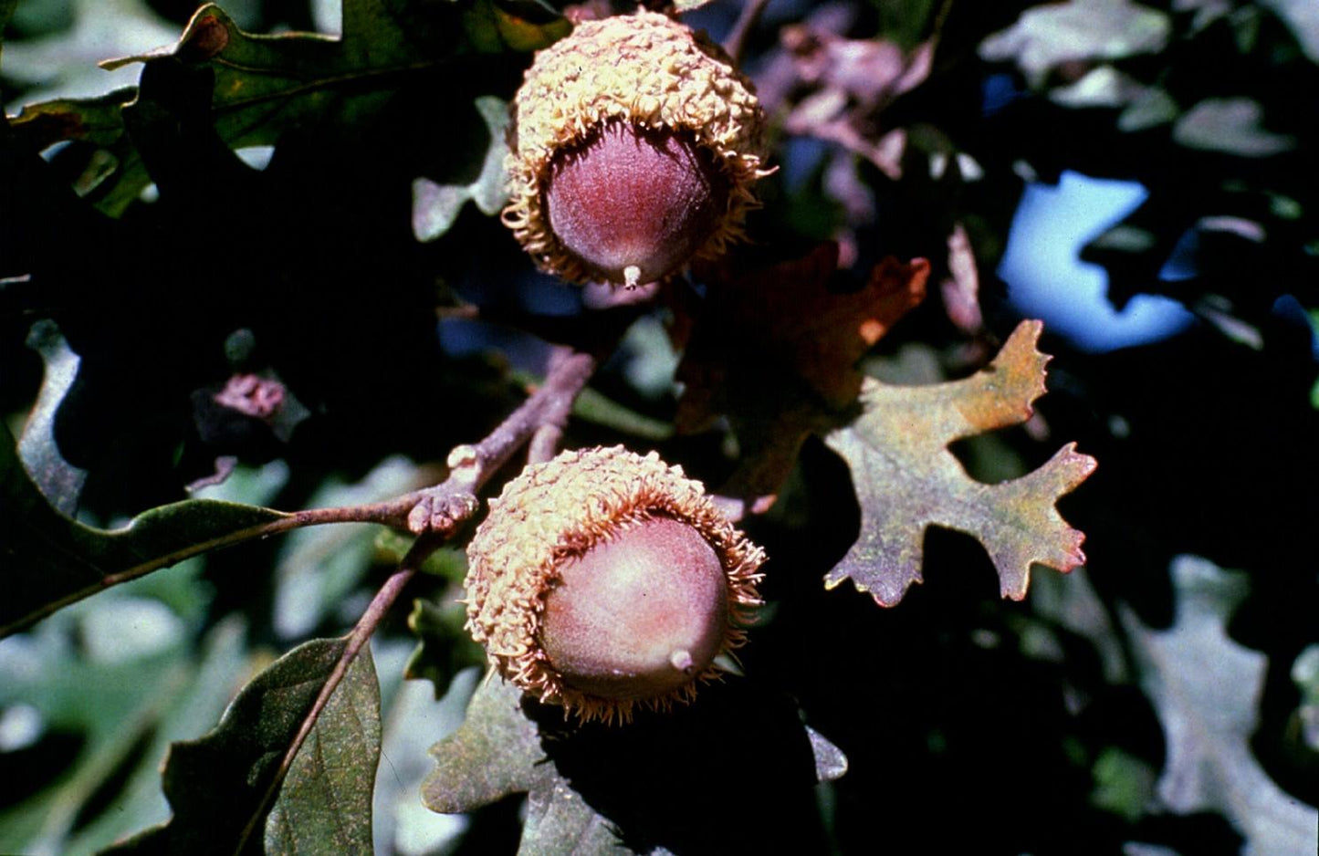Quercus Macrocarpa Single Stem - View 14 from www redcrocus com