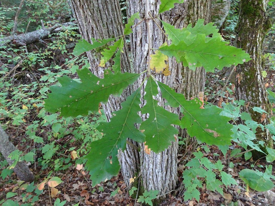 Quercus Macrocarpa Single Stem - View 15 from www redcrocus com