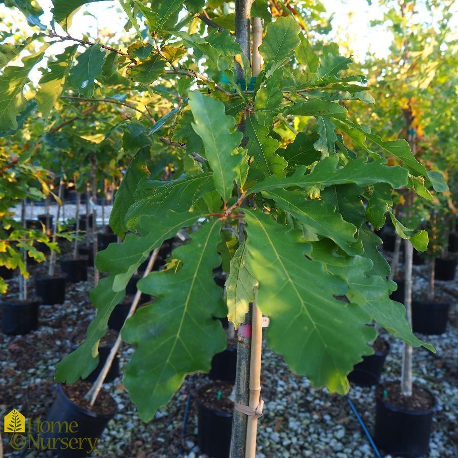 Quercus Macrocarpa Single Stem - View 16 from www redcrocus com