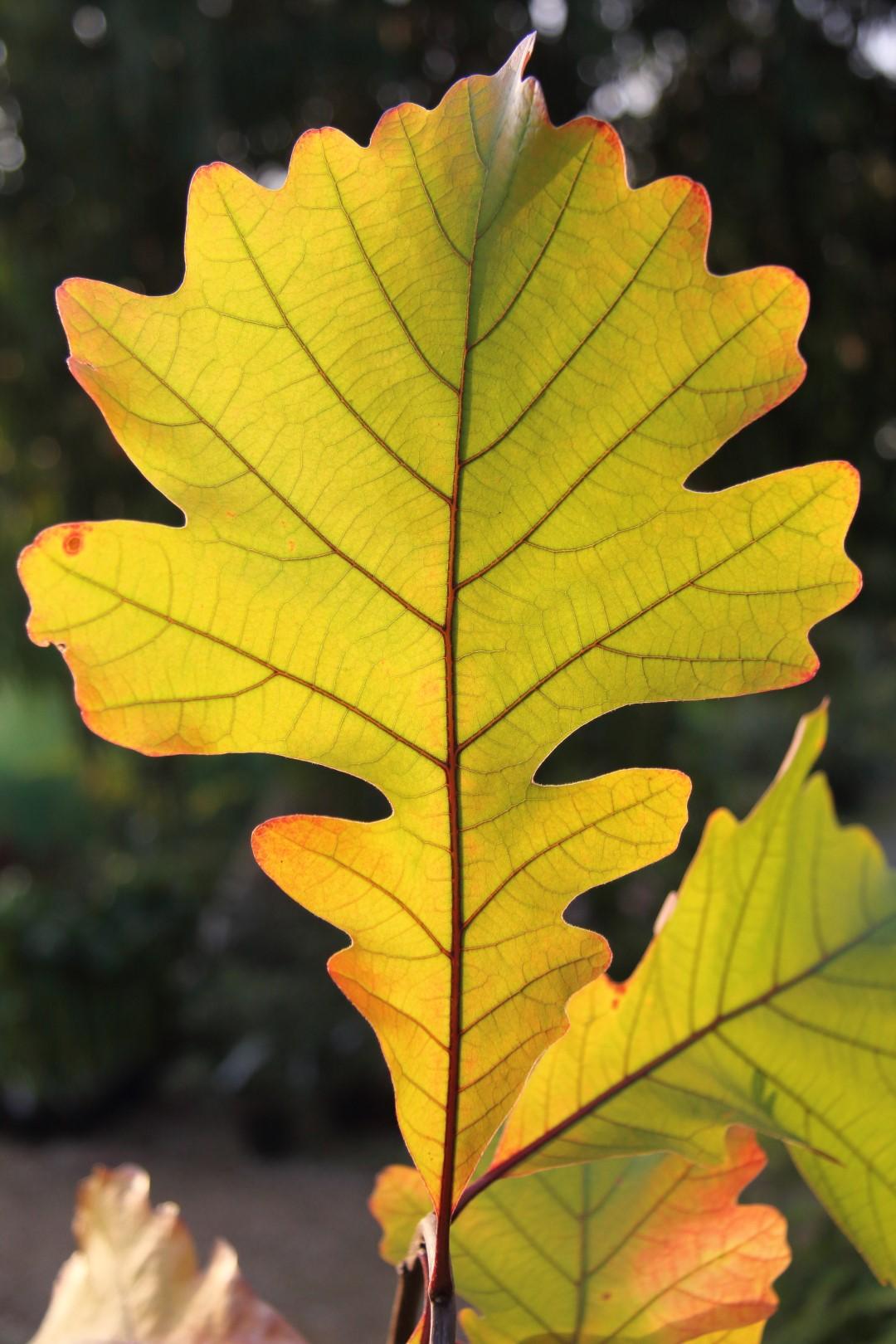 Quercus Macrocarpa Single Stem - View 18 from www redcrocus com