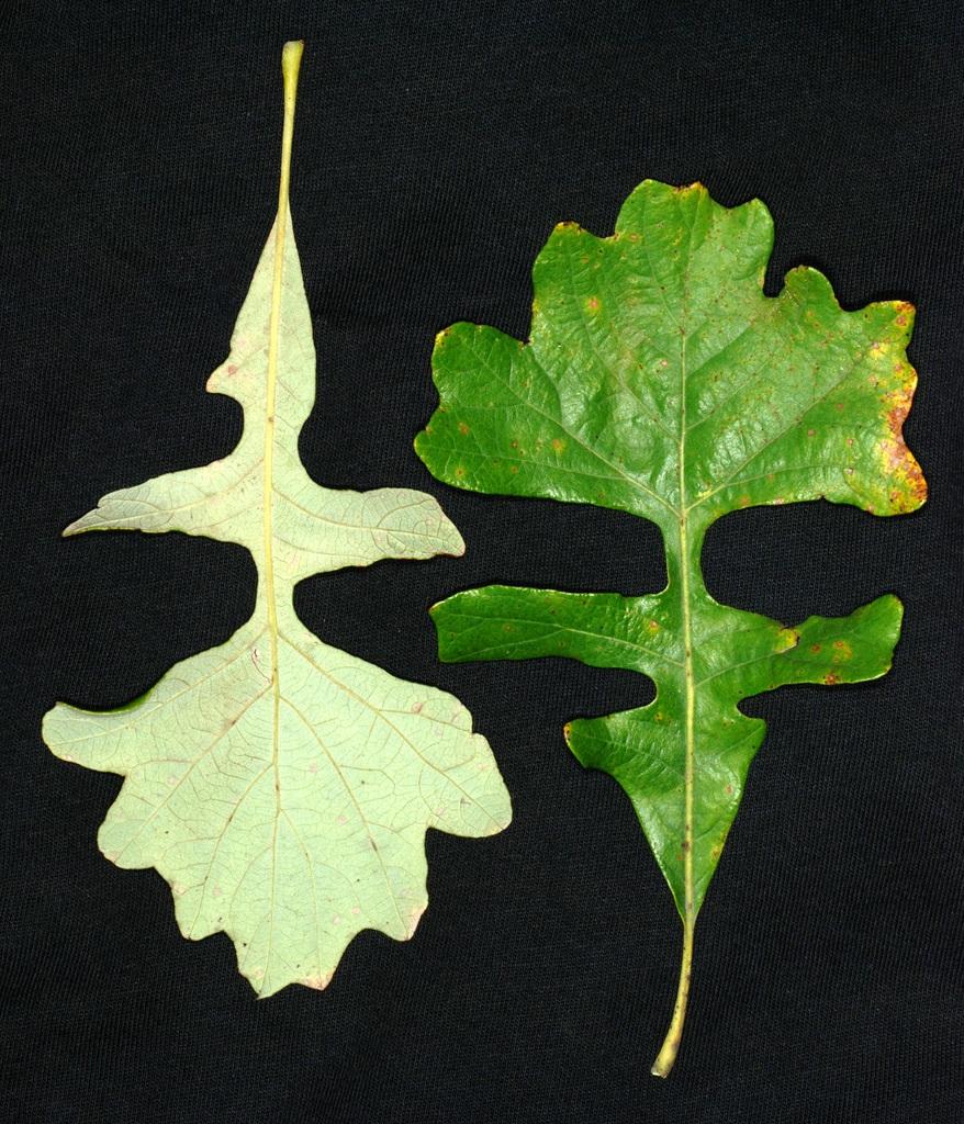 Quercus Macrocarpa Single Stem - View 19 from www redcrocus com