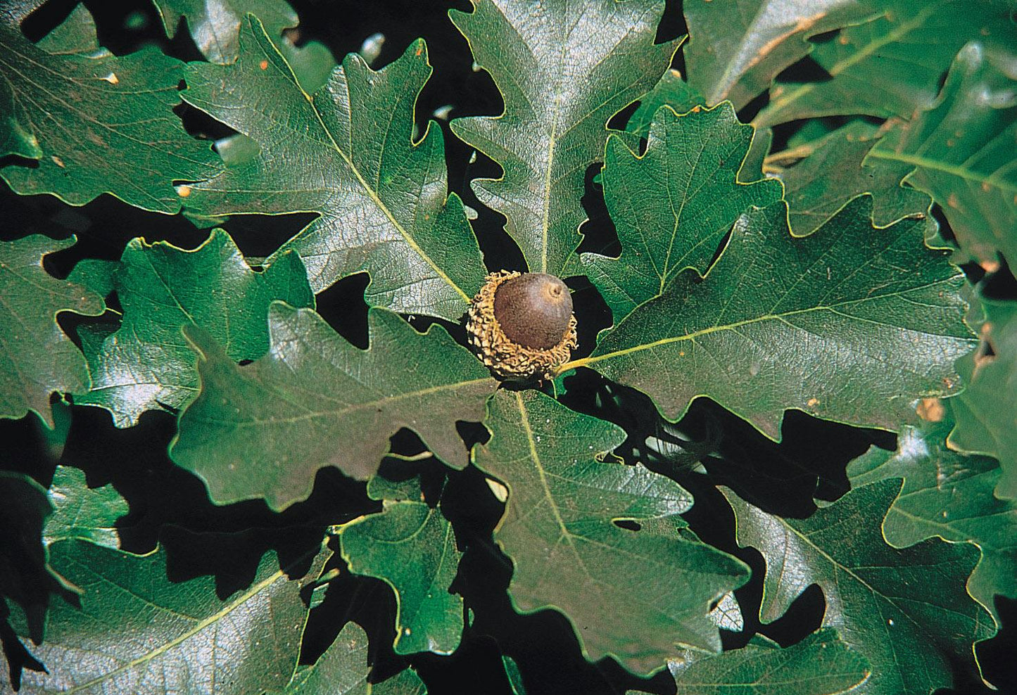 Quercus Macrocarpa Single Stem - View 1 from www redcrocus com