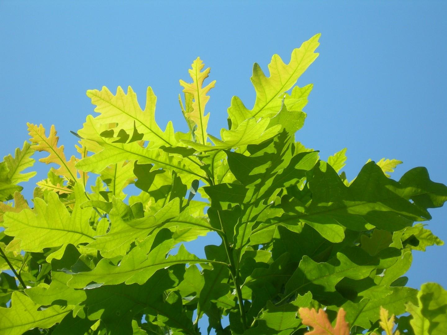 Quercus Macrocarpa Single Stem - View 2 from www redcrocus com