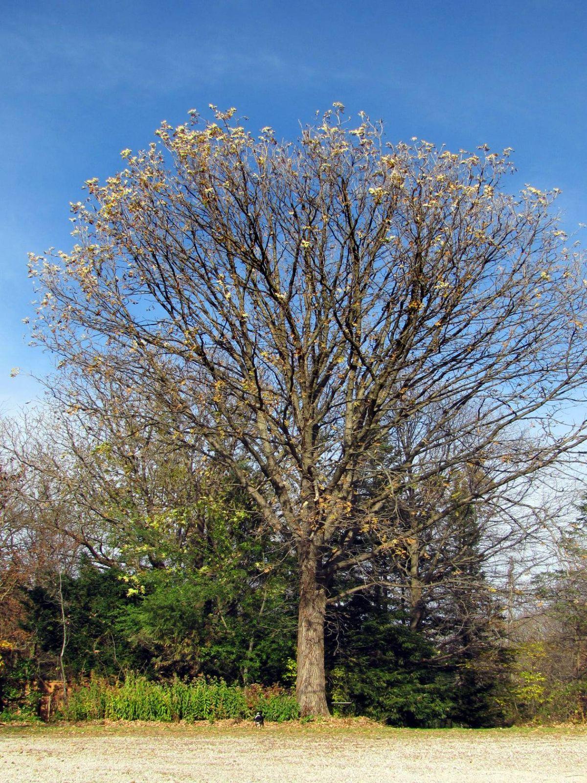 Quercus Macrocarpa Single Stem - View 3 from www redcrocus com