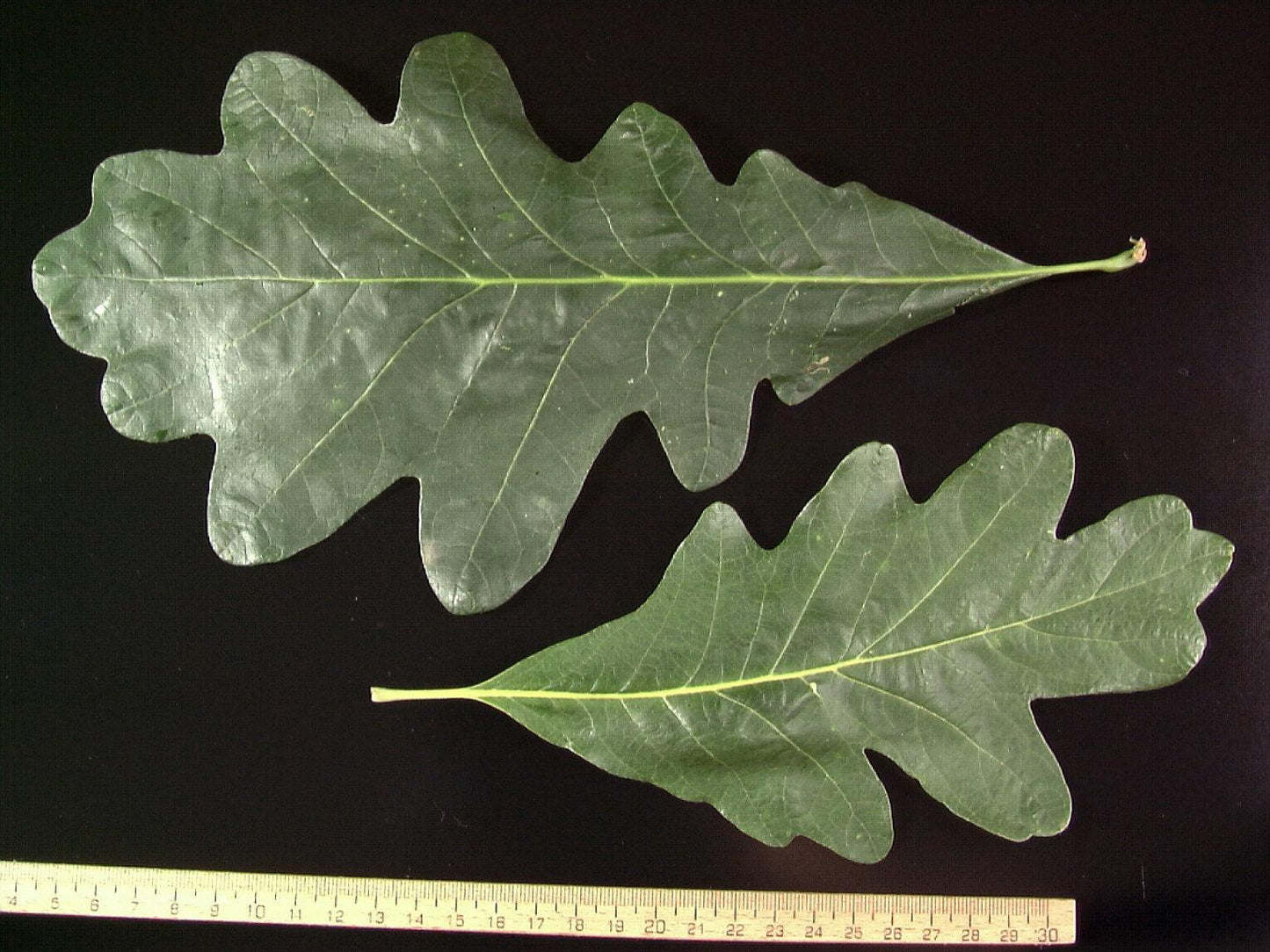 Quercus Macrocarpa Single Stem - View 4 from www redcrocus com