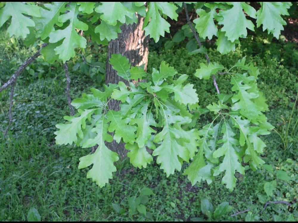 Quercus Macrocarpa Single Stem - View 6 from www redcrocus com