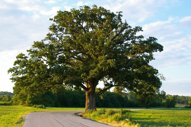 Quercus Macrocarpa Single Stem - View 8 from www redcrocus com