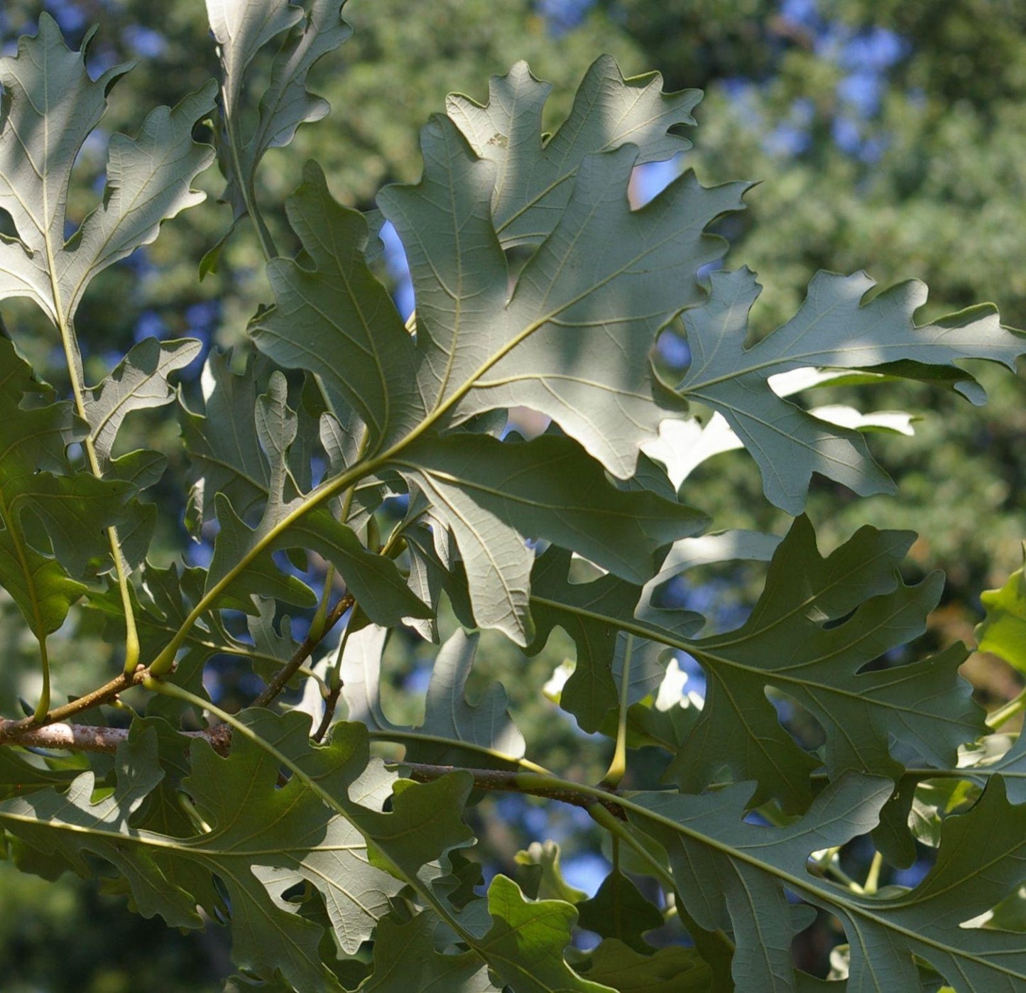 Quercus Macrocarpa Single Stem - View 9 from www redcrocus com