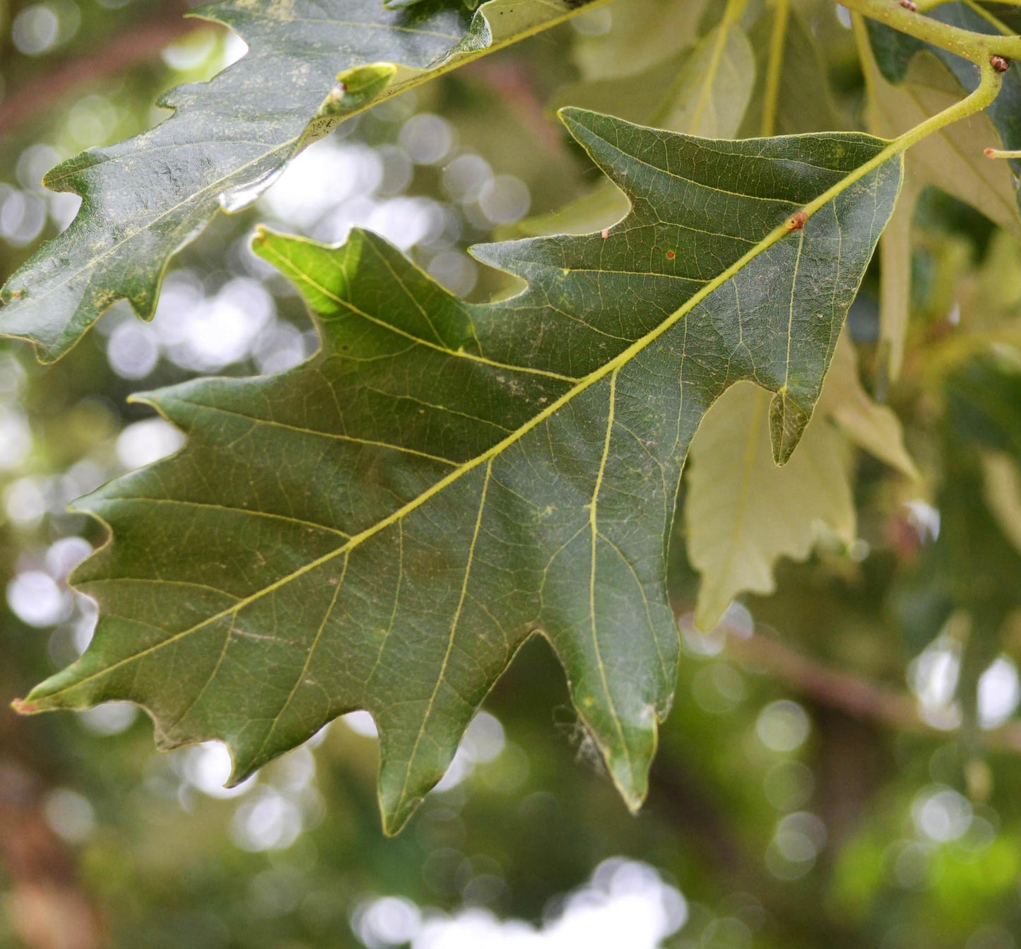 Quercus Bicolor Single Stem - View 10 from www redcrocus com