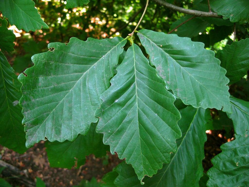 Quercus Bicolor Single Stem - View 11 from www redcrocus com