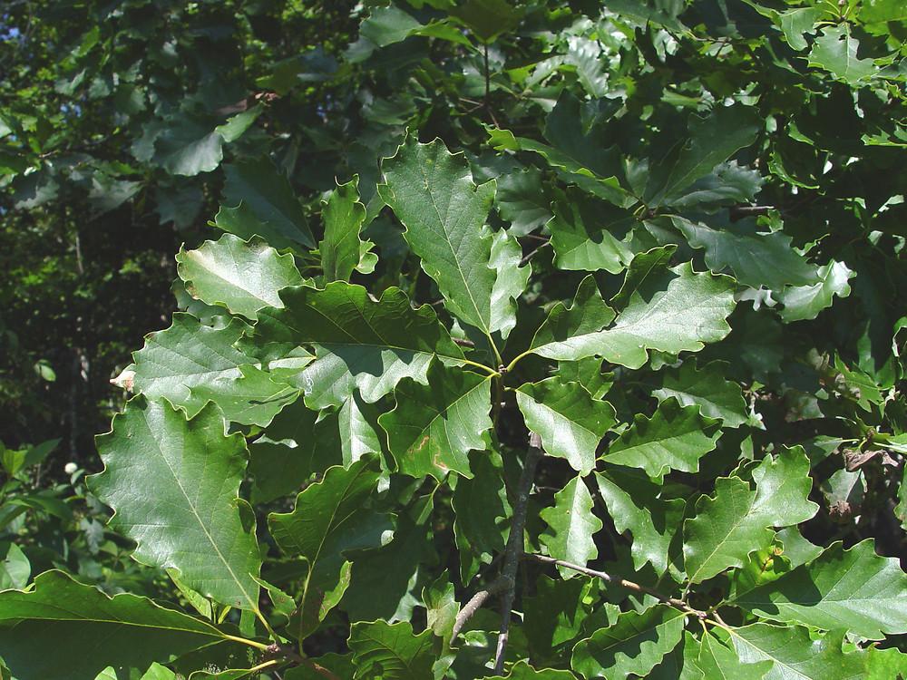 Quercus Bicolor Single Stem - View 12 from www redcrocus com