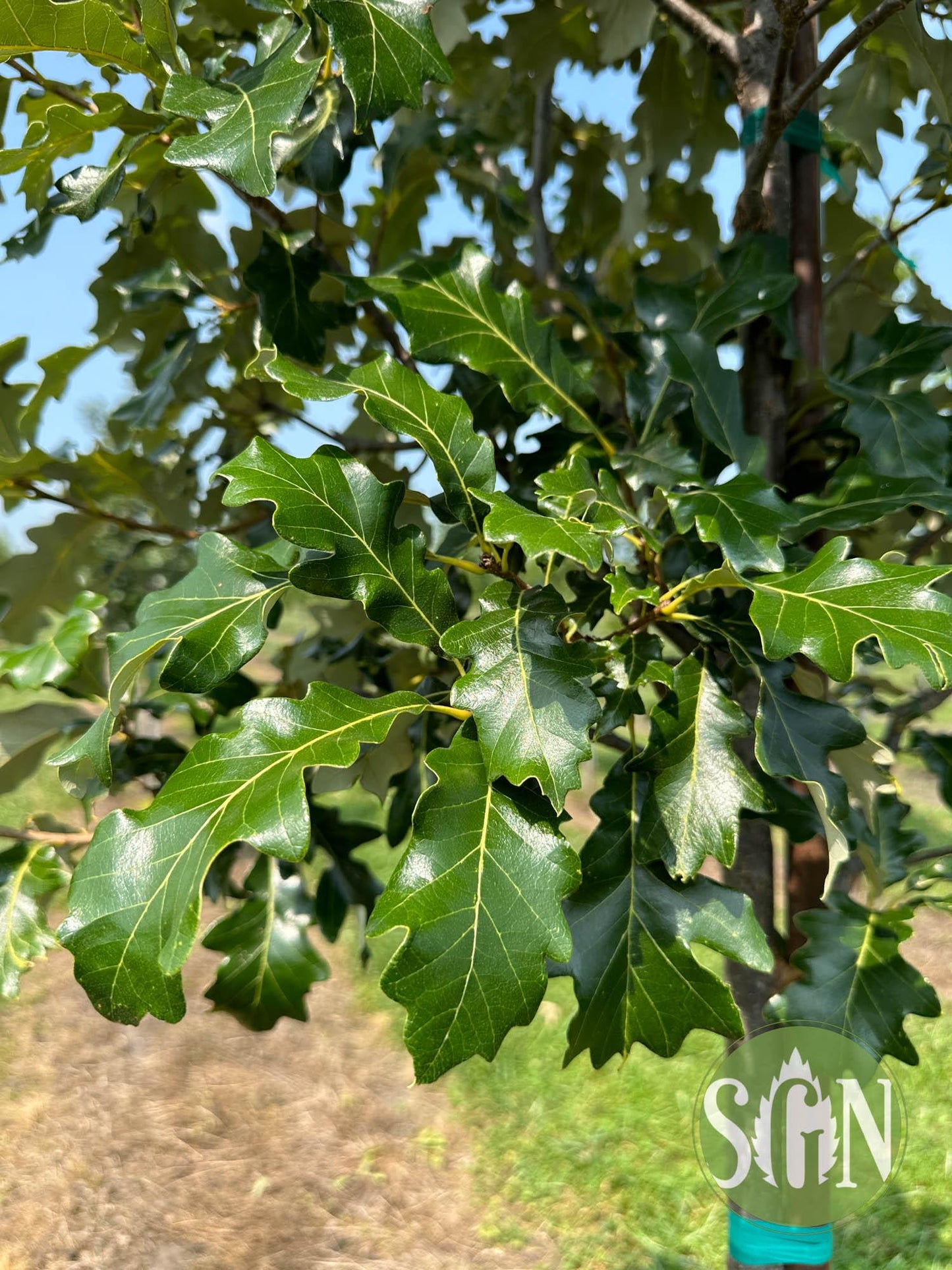Quercus Bicolor Single Stem - View 16 from www redcrocus com
