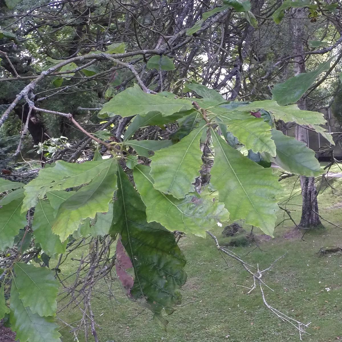 Quercus Bicolor Single Stem - View 17 from www redcrocus com