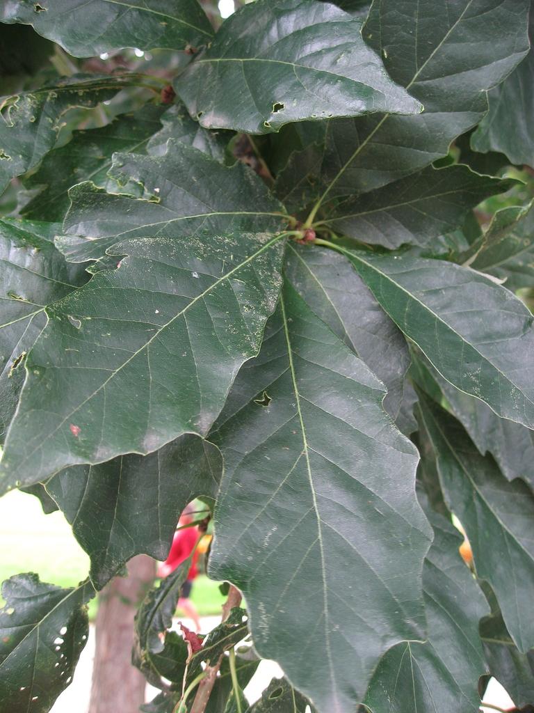Quercus Bicolor Single Stem - View 18 from www redcrocus com