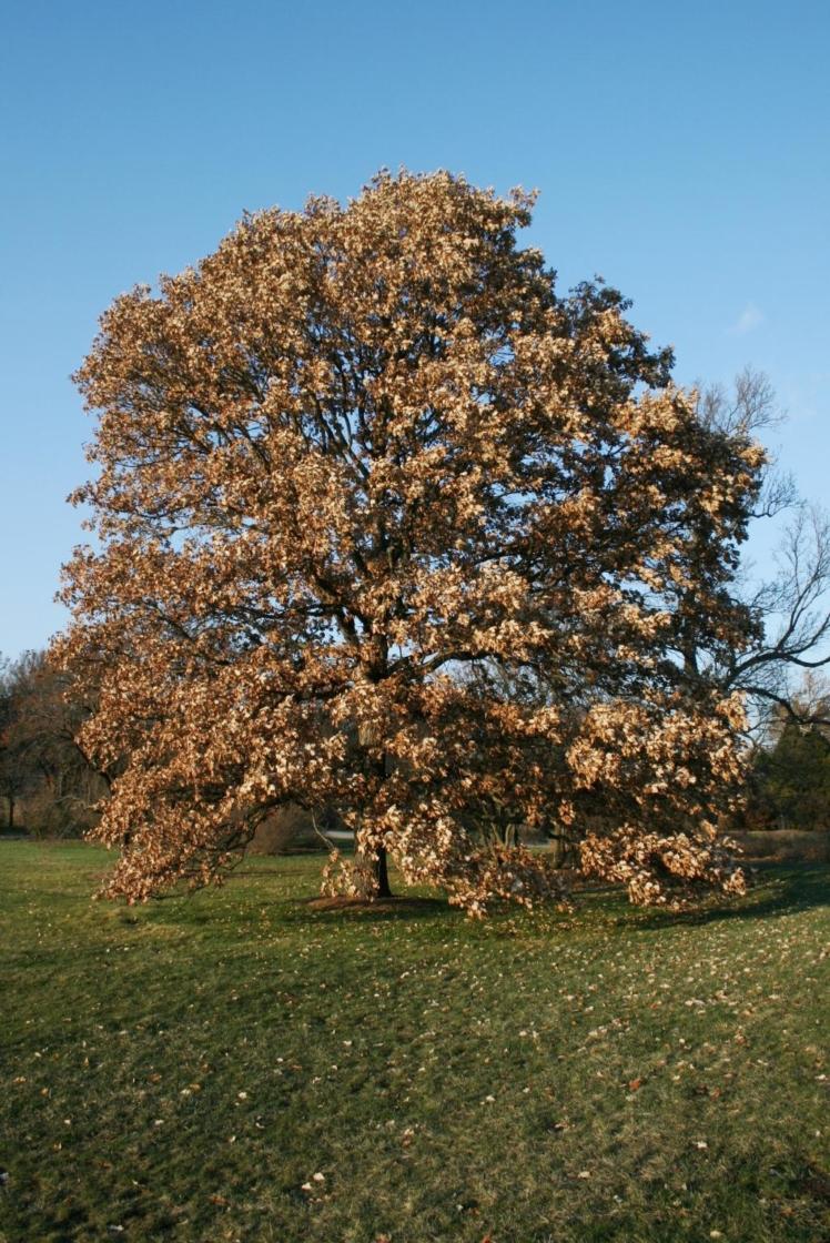 Quercus Bicolor Single Stem - View 1 from www redcrocus com