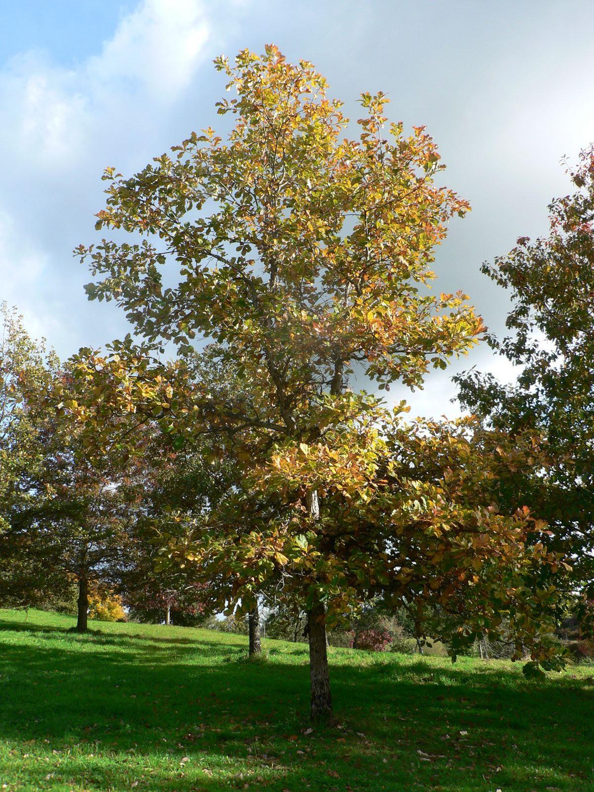 Quercus Bicolor Single Stem - View 2 from www redcrocus com