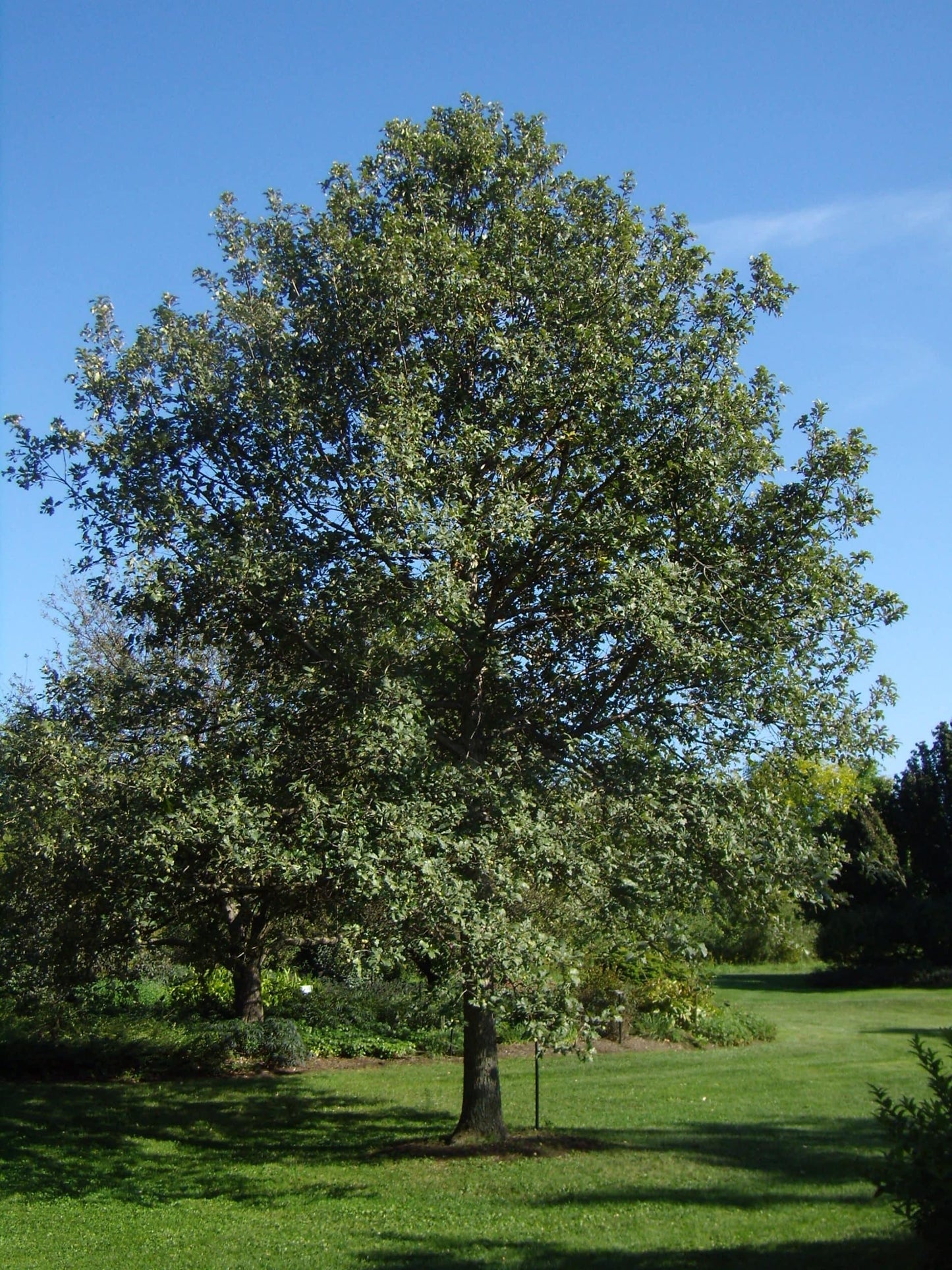 Quercus Bicolor Single Stem - View 4 from www redcrocus com