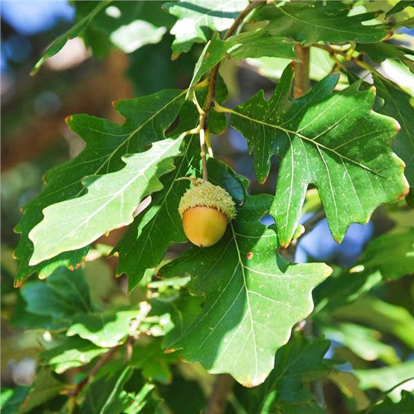 Quercus Bicolor Single Stem - View 5 from www redcrocus com