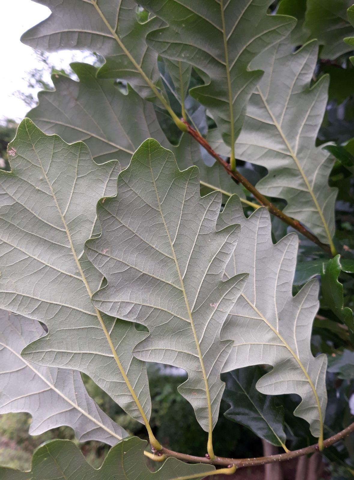 Quercus Bicolor Single Stem - View 6 from www redcrocus com
