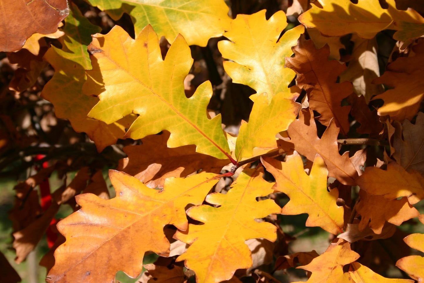 Quercus Bicolor Single Stem - View 7 from www redcrocus com