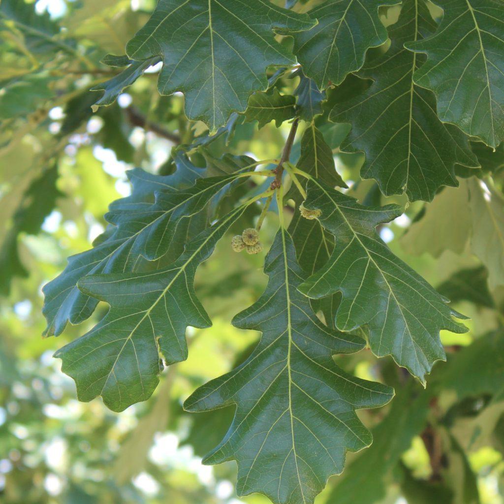 Quercus Bicolor Single Stem - View 8 from www redcrocus com