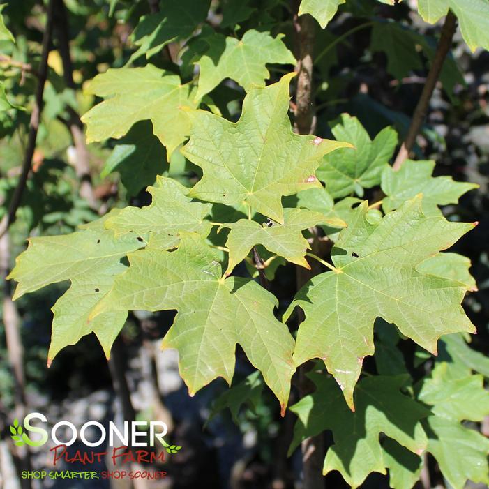 Acer Saccharum 'fall Fiesta' - View 25 from www redcrocus com