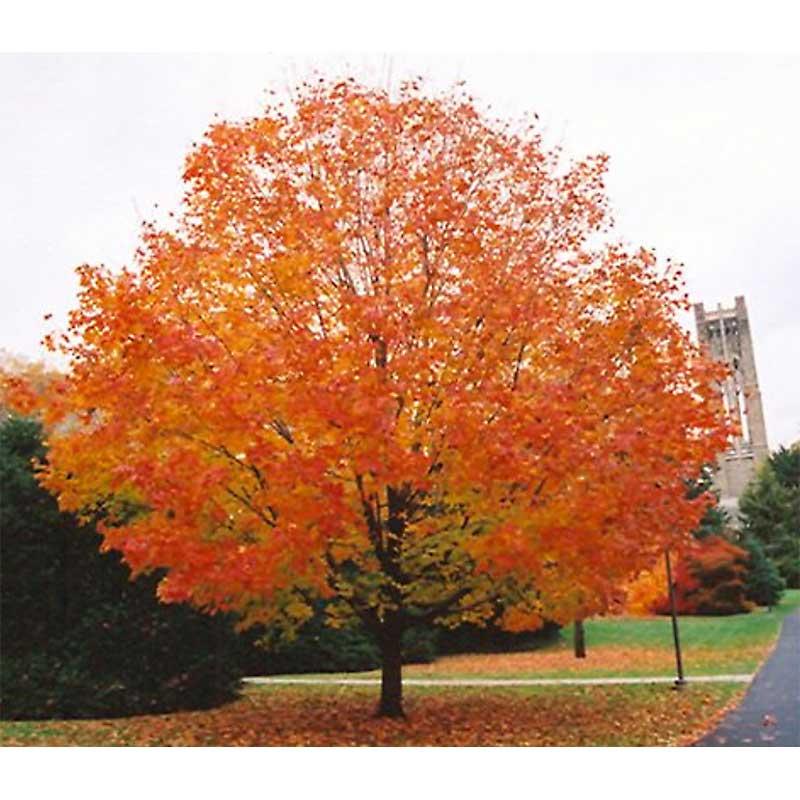 Acer Saccharum 'green Mountain' - View 9 from www redcrocus com